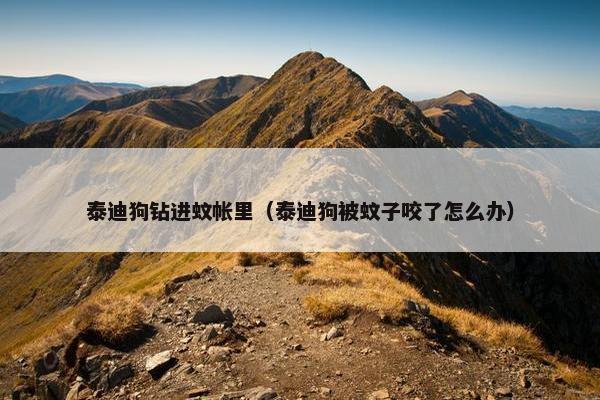 泰迪狗钻进蚊帐里（泰迪狗被蚊子咬了怎么办）