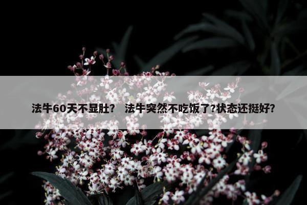 法牛60天不显肚？ 法牛突然不吃饭了?状态还挺好？