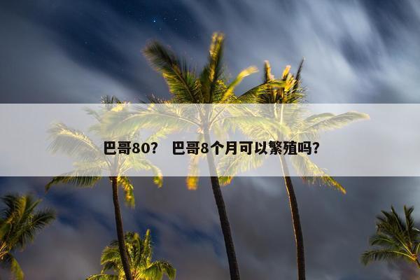 巴哥80？ 巴哥8个月可以繁殖吗？