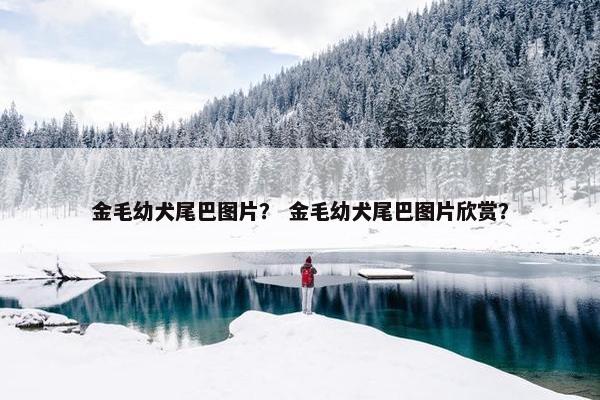 金毛幼犬尾巴图片？ 金毛幼犬尾巴图片欣赏？
