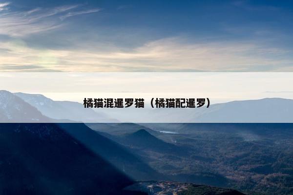橘猫混暹罗猫（橘猫配暹罗）