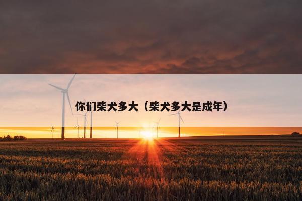 你们柴犬多大（柴犬多大是成年）