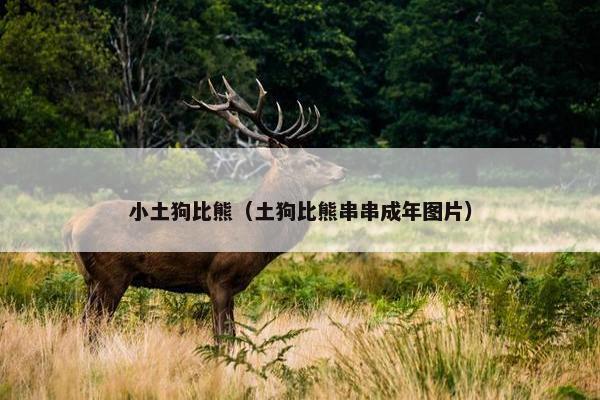 小土狗比熊（土狗比熊串串成年图片）