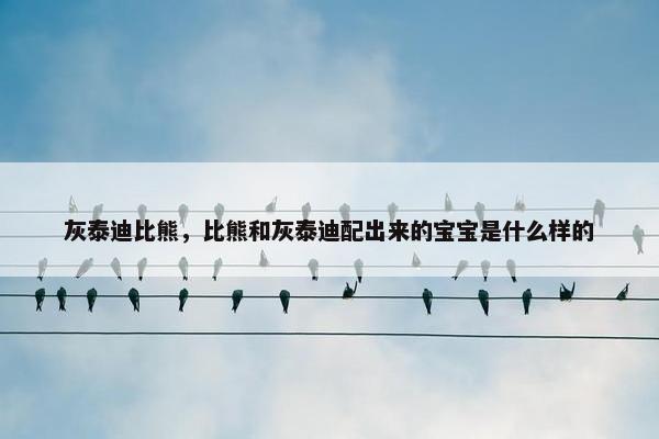 灰泰迪比熊，比熊和灰泰迪配出来的宝宝是什么样的