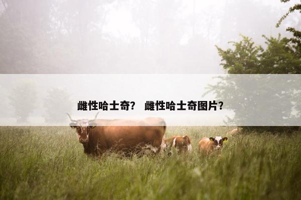 雌性哈士奇？ 雌性哈士奇图片？