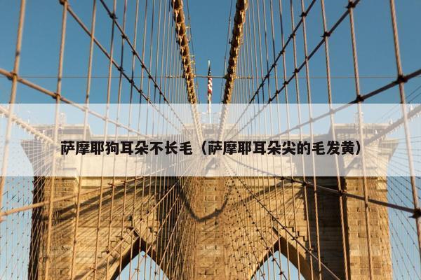 萨摩耶 第8页