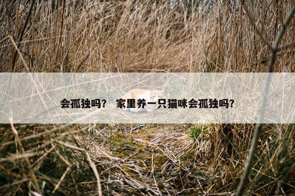 会孤独吗？ 家里养一只猫咪会孤独吗？