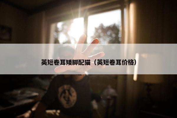 英短卷耳矮脚配猫（英短卷耳价格）