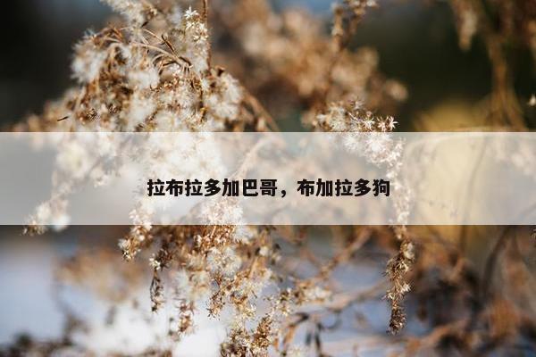 拉布拉多加巴哥，布加拉多狗