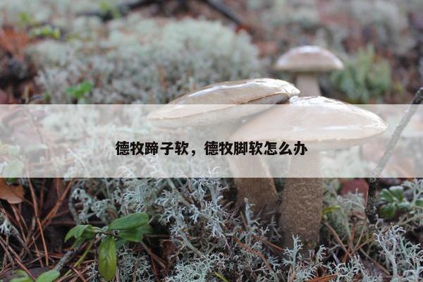 德牧蹄子软，德牧脚软怎么办
