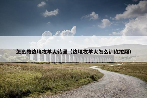怎么教边境牧羊犬转圈（边境牧羊犬怎么训练拉屎）