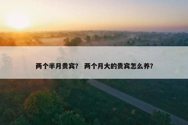两个半月贵宾？ 两个月大的贵宾怎么养？