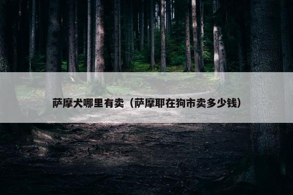 萨摩犬哪里有卖（萨摩耶在狗市卖多少钱）