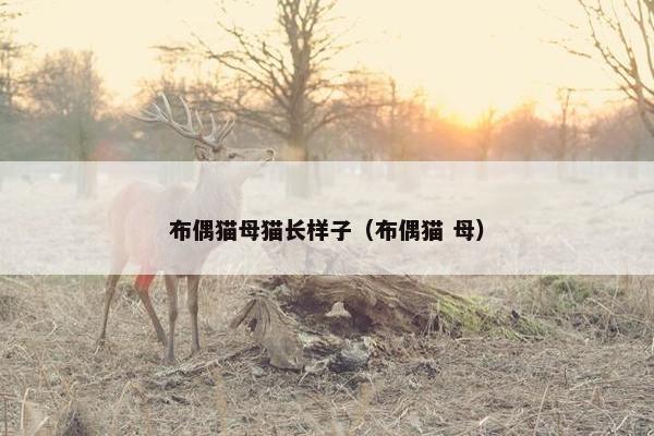 布偶猫母猫长样子（布偶猫 母）