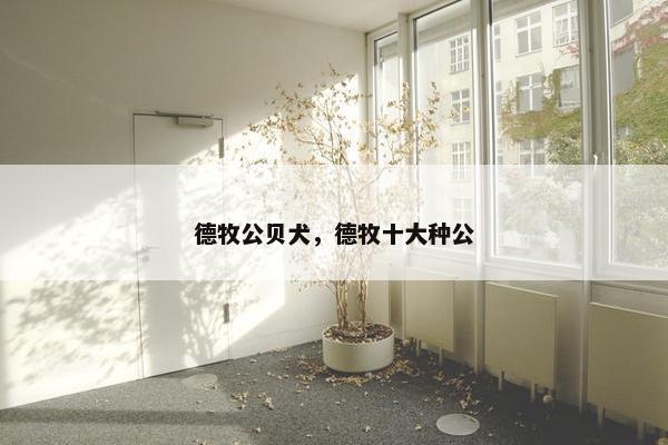 德牧公贝犬，德牧十大种公
