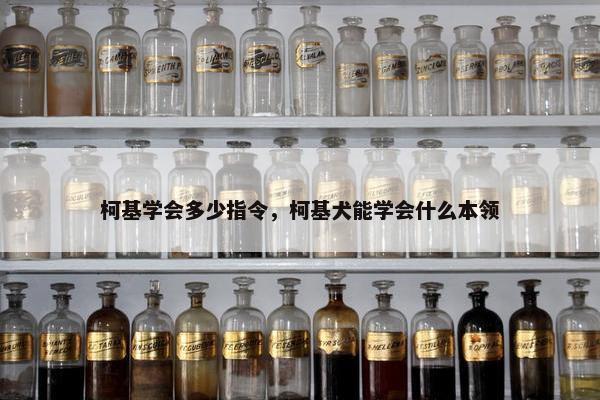 柯基学会多少指令，柯基犬能学会什么本领