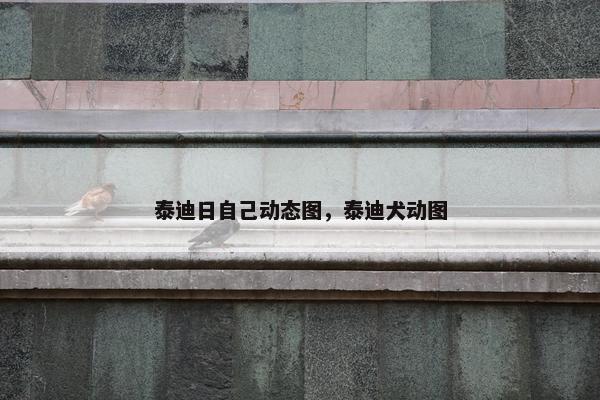 泰迪日自己动态图，泰迪犬动图
