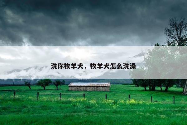 洗你牧羊犬，牧羊犬怎么洗澡