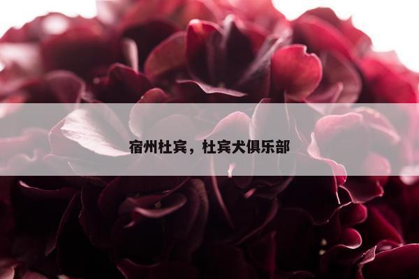 宿州杜宾，杜宾犬俱乐部