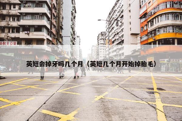 英短会掉牙吗几个月（英短几个月开始掉胎毛）