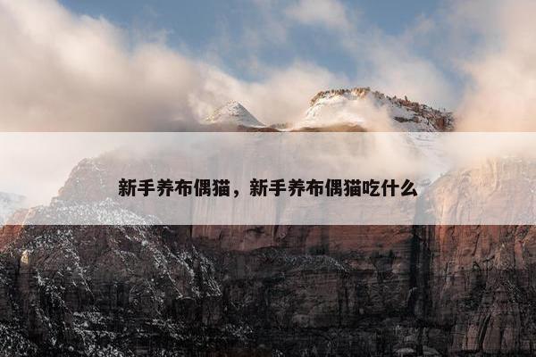 新手养布偶猫，新手养布偶猫吃什么