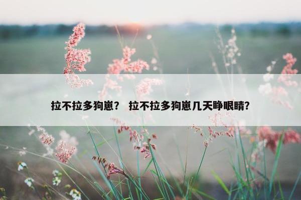 拉不拉多狗崽？ 拉不拉多狗崽几天睁眼睛？