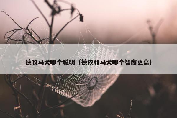 德牧马犬哪个聪明（德牧和马犬哪个智商更高）