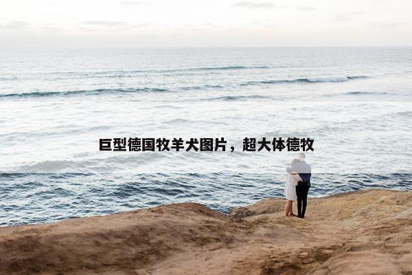 巨型德国牧羊犬图片，超大体德牧