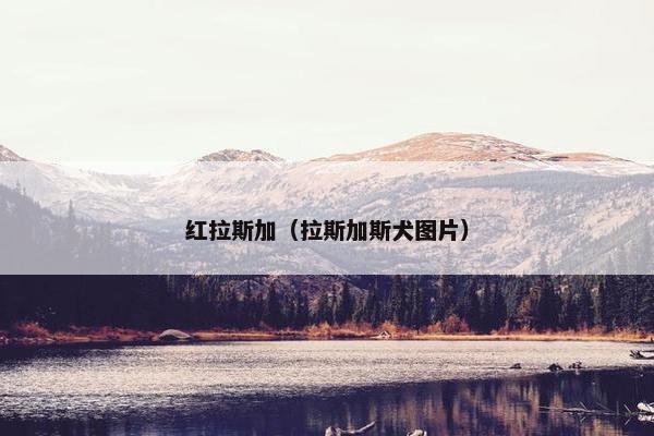 红拉斯加（拉斯加斯犬图片）