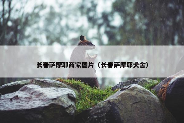长春萨摩耶商家图片（长春萨摩耶犬舍）