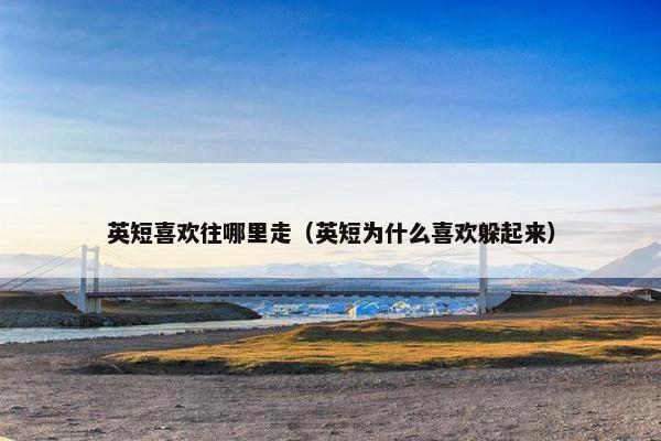 英短喜欢往哪里走（英短为什么喜欢躲起来）
