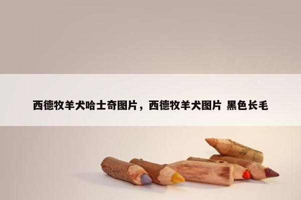 西德牧羊犬哈士奇图片，西德牧羊犬图片 黑色长毛