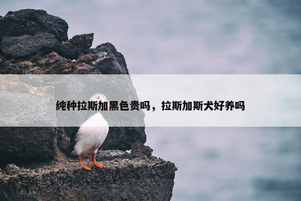 纯种拉斯加黑色贵吗，拉斯加斯犬好养吗