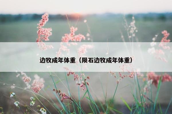 边牧成年体重（陨石边牧成年体重）