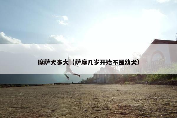 摩萨犬多大（萨摩几岁开始不是幼犬）
