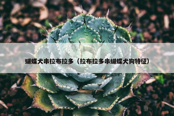 蝴蝶犬串拉布拉多（拉布拉多串蝴蝶犬狗特征）