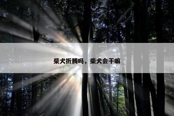 柴犬折腾吗，柴犬会干嘛