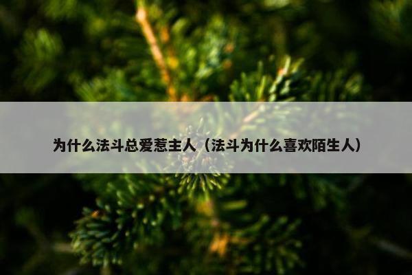 为什么法斗总爱惹主人（法斗为什么喜欢陌生人）