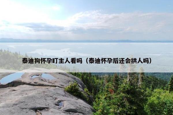 泰迪狗怀孕盯主人看吗（泰迪怀孕后还会拱人吗）