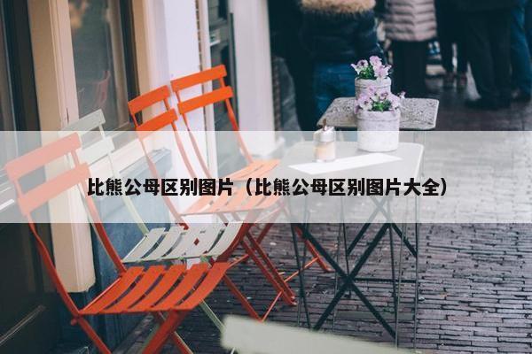 比熊公母区别图片（比熊公母区别图片大全）