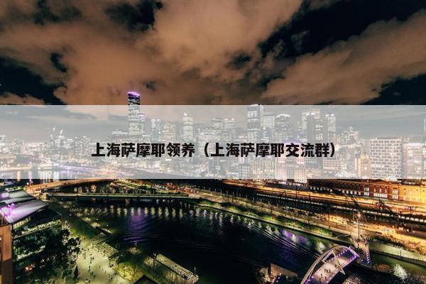 上海萨摩耶领养（上海萨摩耶交流群）