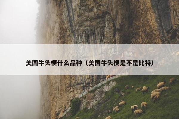 美国牛头梗什么品种（美国牛头梗是不是比特）