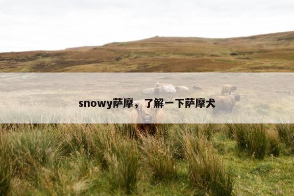 snowy萨摩，了解一下萨摩犬