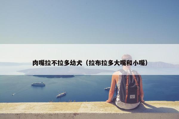 肉嘴拉不拉多幼犬（拉布拉多大嘴和小嘴）