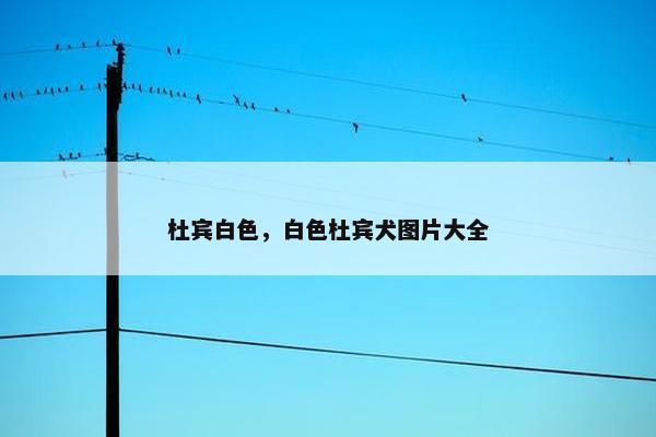 杜宾白色，白色杜宾犬图片大全