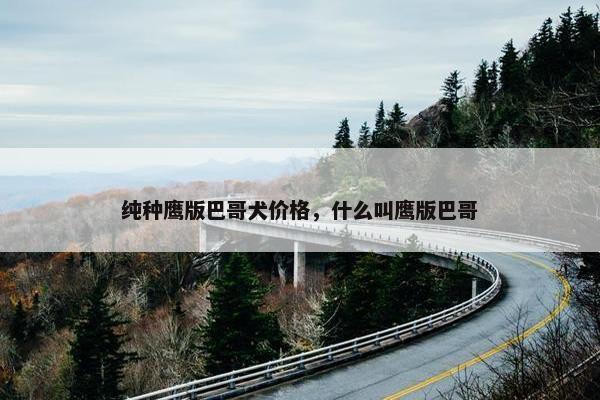 纯种鹰版巴哥犬价格，什么叫鹰版巴哥