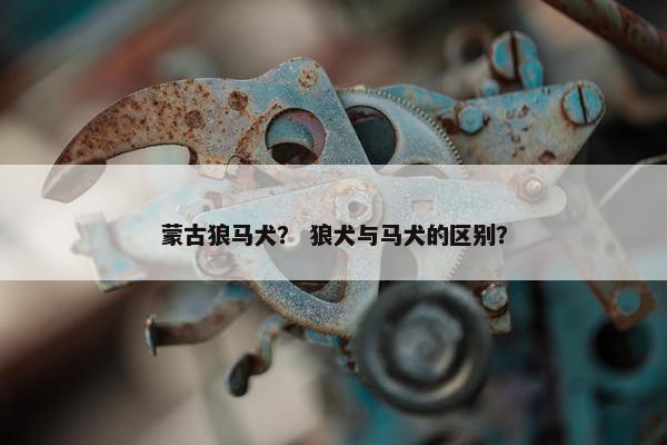 蒙古狼马犬？ 狼犬与马犬的区别？