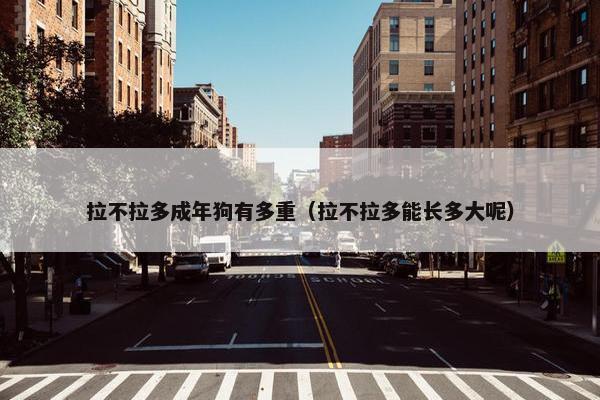 拉不拉多成年狗有多重（拉不拉多能长多大呢）