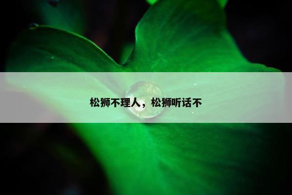 松狮不理人，松狮听话不
