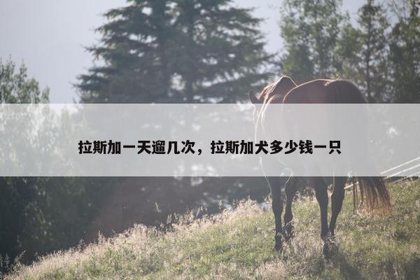 拉斯加一天遛几次，拉斯加犬多少钱一只